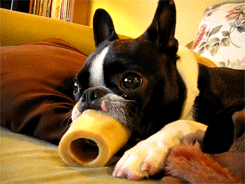 Funny gif (short video - click the photo to go to it of a Boston Terrier's long tongue licking through a bone :