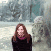 funny gifs, gifs of the week, zoo tiger attacks glass
