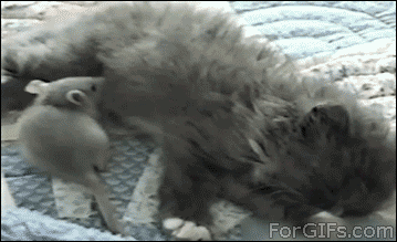 Genetics gone wrong. | The Best Cat Gif Post In The History Of Cat Gifs