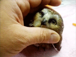 GIF Cute owl being pet!