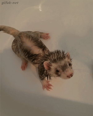 gifak-net:  video:   Ferret Relaxes in Bathtub     I want what the white one has… So relaxing…
