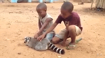 gifsboom: “ Lemur loves his back scratches. ”