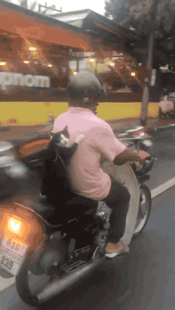 gifsboom: “ Video: Cat Spotted Riding on Back of Scooter in Thailand ”