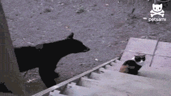 Go Away Bear, I’m A Cat