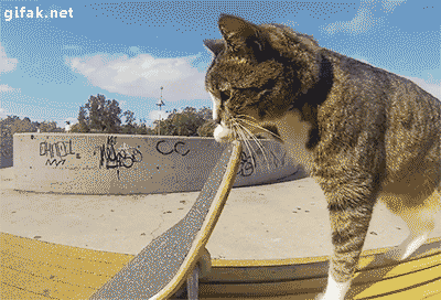 Go Didga! Skateboarding kitty supreme!