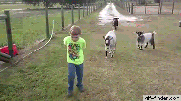 Goat Rams Little | Gif Finder – Find and Share funny animated gifs