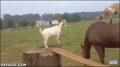 Goats are the party animals of the animal kingdom, apparently.