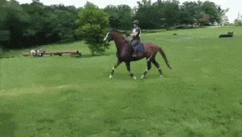 Gosh you hate to imagine what the poor horse will do when encountering a taller obstacle.