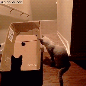 Guy tricks cat into sliding down stairs in box | Gif Finder – Find and Share funny animated gifs
