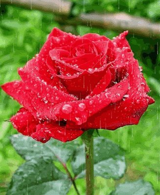 Hãy biến hóa cho chiếc điện thoại của bạn trở nên rực rỡ hơn, tươi mát hơn với tải hình nền động – Hoa hồng dưới mưa nhé!