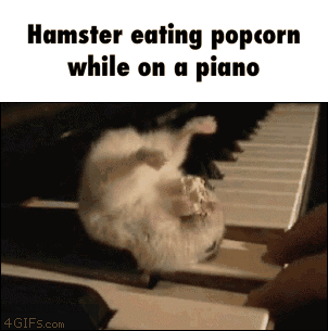 Hamster eating popcorn while on a piano  GIF