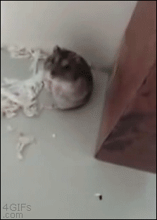 Hamster plays Oscar worthy death scene- head back, eyes closed, pulling back feet up & very slowly tipping over