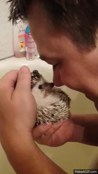 Hedgehog boop