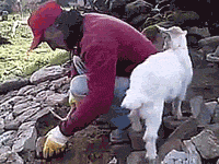 Here Are 18 Goat GIFs You Won't Be Able to Get Enough Of