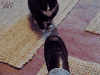 Hey Cat, Shine My Shoes. | 20 Funny Cat GIFs