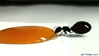 Honeypot Ant Drinks Honey
