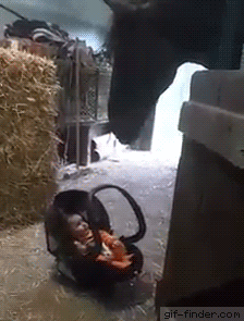 Horse Babysits Baby | Gif Finder – Find and Share funny animated gifs