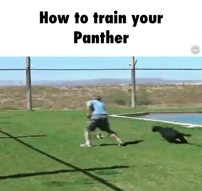 How to train your panther