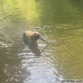 http://gif-finder.com/dog-does-one-of-the-most-impressive-tricks-youll-see/