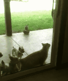 http://ilovefunnycats.me/wp-content/uploads/2014/01/tumblr_msufc5aBI41qljj91o1_250.gif