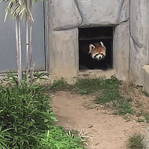 http://www.tastefullyoffensive.com/2017/04/red-panda-tries-to-pick-fight-with-rock.html