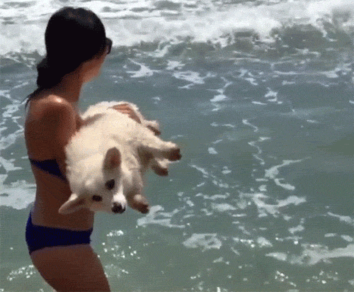 I love this video of Wilson the white corgi - from Buzzfeed. Sometimes it’s just the sound of the ocean… | 42 Reasons Dogs Will Always Be Better Than Cats Z