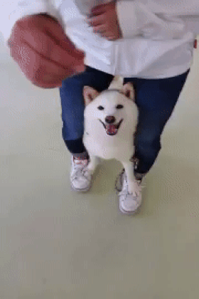 I see this Shiba Inu is delighted with his new stilts. https://plus.google.com/115485979219209097599/posts/E4m66zxe8EK