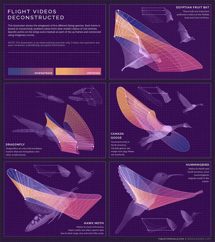 Infographic chuyển động được thiết kế bởi Eleanor Lutz | iZdesigner - Thư Viện Đồ Họa và Công Nghệ