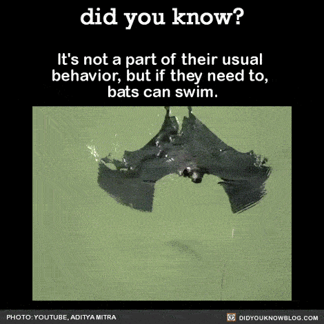 It’s not a part of their usual behavior, but if they need to, bats can swim. Source Source 2