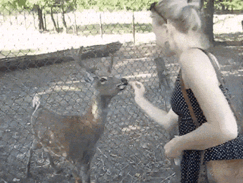 It's a polite deer~