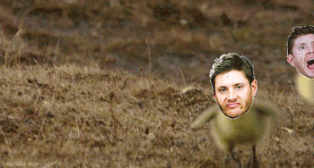 Jensen Quackles - Imgur. Because this fandom is completely nutter-butters.