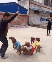 Jump-roping dogs, each wearing different colored dresses.