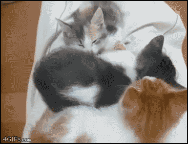 Just the best cat gif I have ever seen. http://sulia.com/channel/cats/f/21d9118e-7fe2-4784-8af6-97efd6ec2dc6/?source=pinaction=sharebtn=smallform_factor=desktop