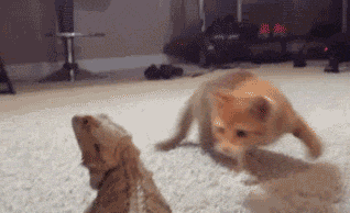 Kitten freaked out by lizard… A collection of CLICK ON THE PICTURE (gif AN WATCH IT COME TO LIFE. ...♡♥♡♥Love it