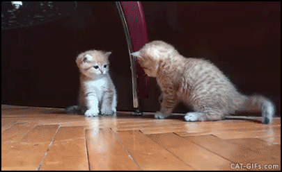 KiTTEN GIF • Funny Kitten fight Kitten takes down sister Cute knock down (Poor baby