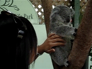 Koala kitzeln
