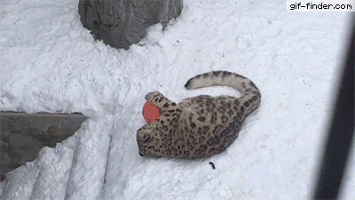 Leopard Accidentally Slides Down Snowy Stairs