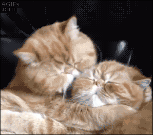 Let Me Kiss Your Face cute kiss animals cat cats adorable animal kittens pets gifs kitten gif funny pictures funny animals animal gifs funny cats  (GIFAnime