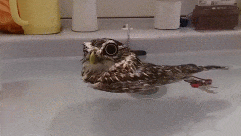 Little Owl's Rubber Ducky Impression Is Too Cute For Words