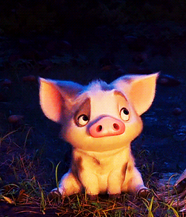 little pig friend who’s already stolen my heart in Disney’s MOANA
