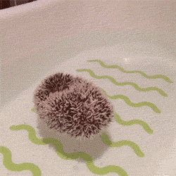 Lovely video of hedgehog relaxing in a bath. cool-gif-hedgehog-taking-bathroom-nose