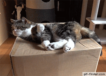 Maru and Box | Gif Finder – Find and Share funny animated gifs