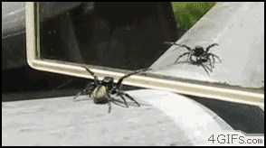 missbonniebunny:  hellish-deer:  ceruleanpineapple:  spiders.  they’re like tiny 8-legged catshow can anyone hate them  Look at these nerds.   Arachnerds, indeed. Don’t fear the spiders!