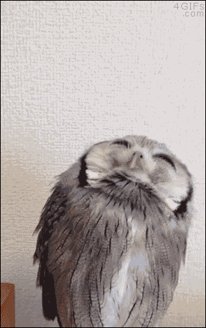 missharpersworld: consort-of-the-queen: toujoursettoujours2015: allanimalsunited: Awesome owl Awwwwwww For @missharpersworld awww what a cutie