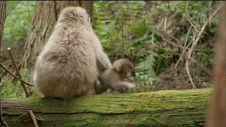 Momma monkey catches baby's foot.