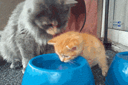 Mommy gives drinking water lesson. Soooo cute! - click to see