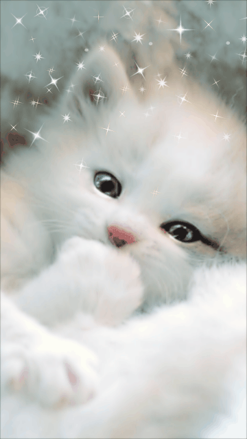 Moving Cat Screensaver | ... White cat screensaver 360x640 wallpaper360X640 wallpaper screensaver