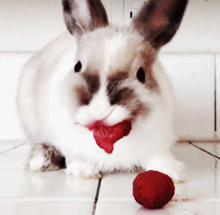 My Leo is the first bunny featured on this amazing article!!!! Bunnies always look adorable when they are eating. | 21 Reasons Why Bunnies Are Actually The Best Pets