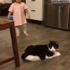 Never Trust a cat | Gif Finder – Find and Share funny animated gifs. TC - ok if real & sure looks like it-this cat would be convicted of intent! In any court of law!!!!