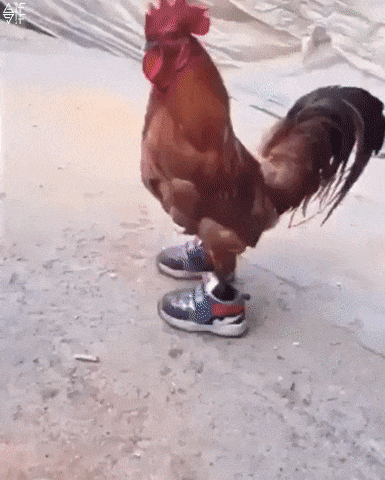New party member! Tags: chicken sneakers chicken in sneakers